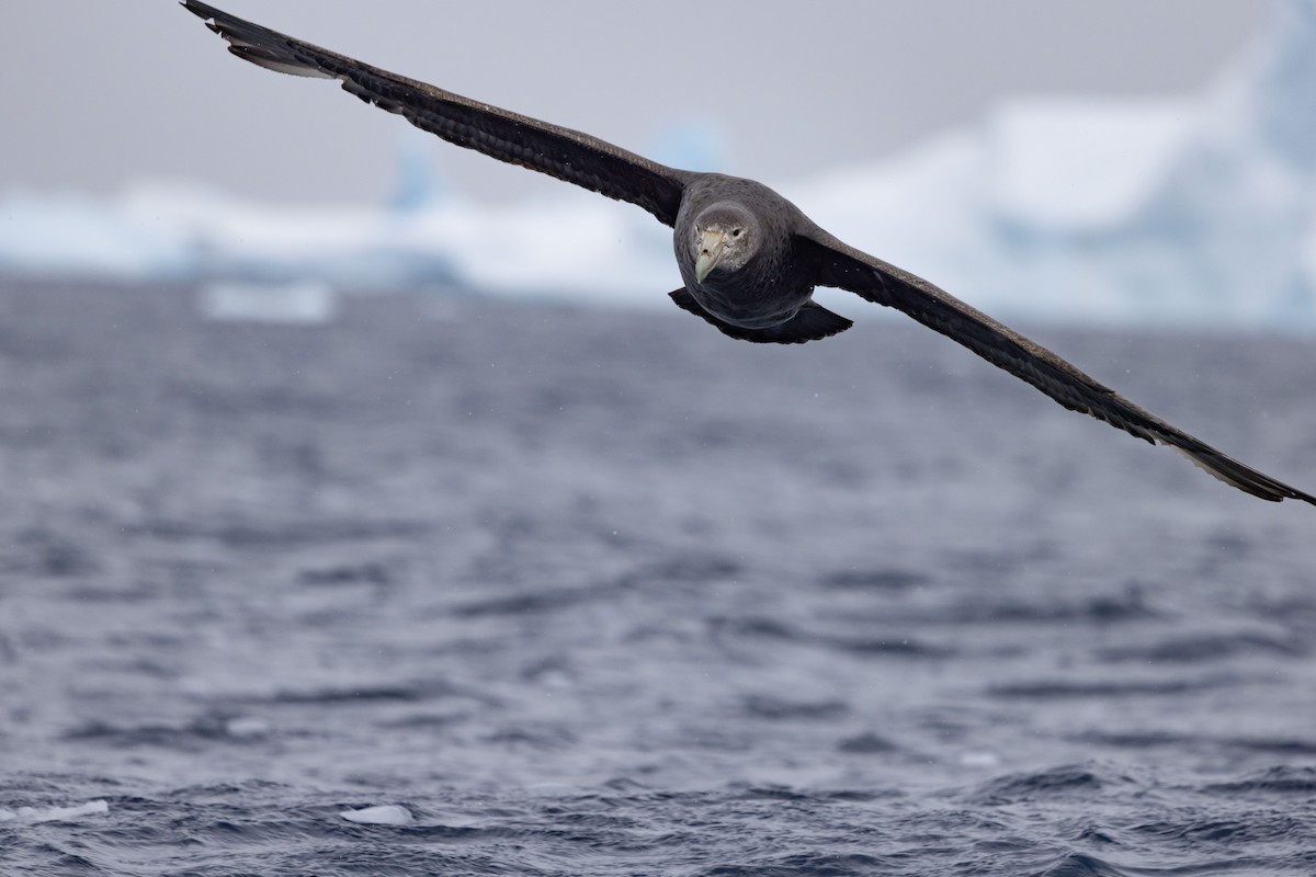 Southern Giant-Petrel - Mouser Williams