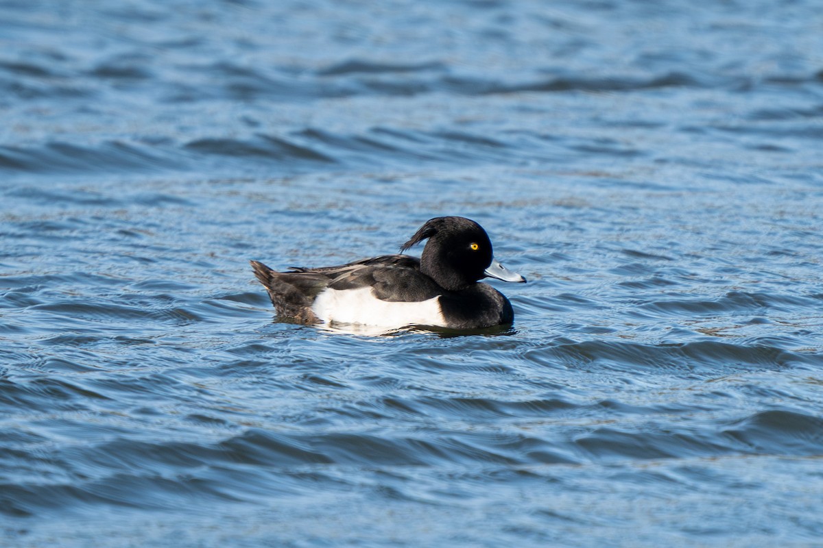 Tufted Duck - ML615876972