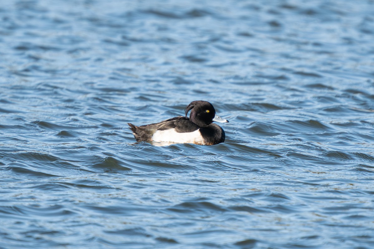 Tufted Duck - ML615876973
