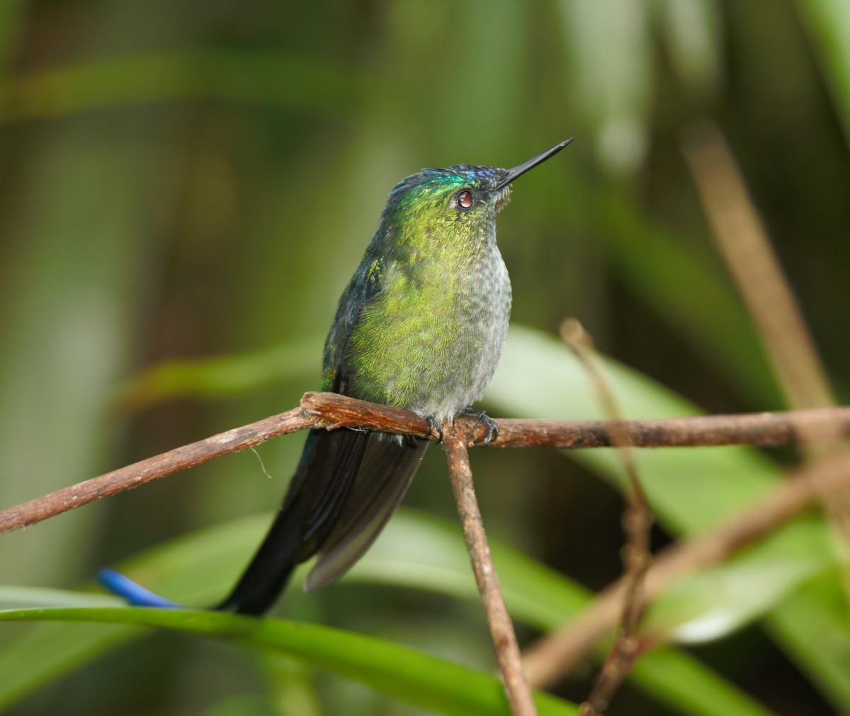 Long-tailed Sylph - ML615876992