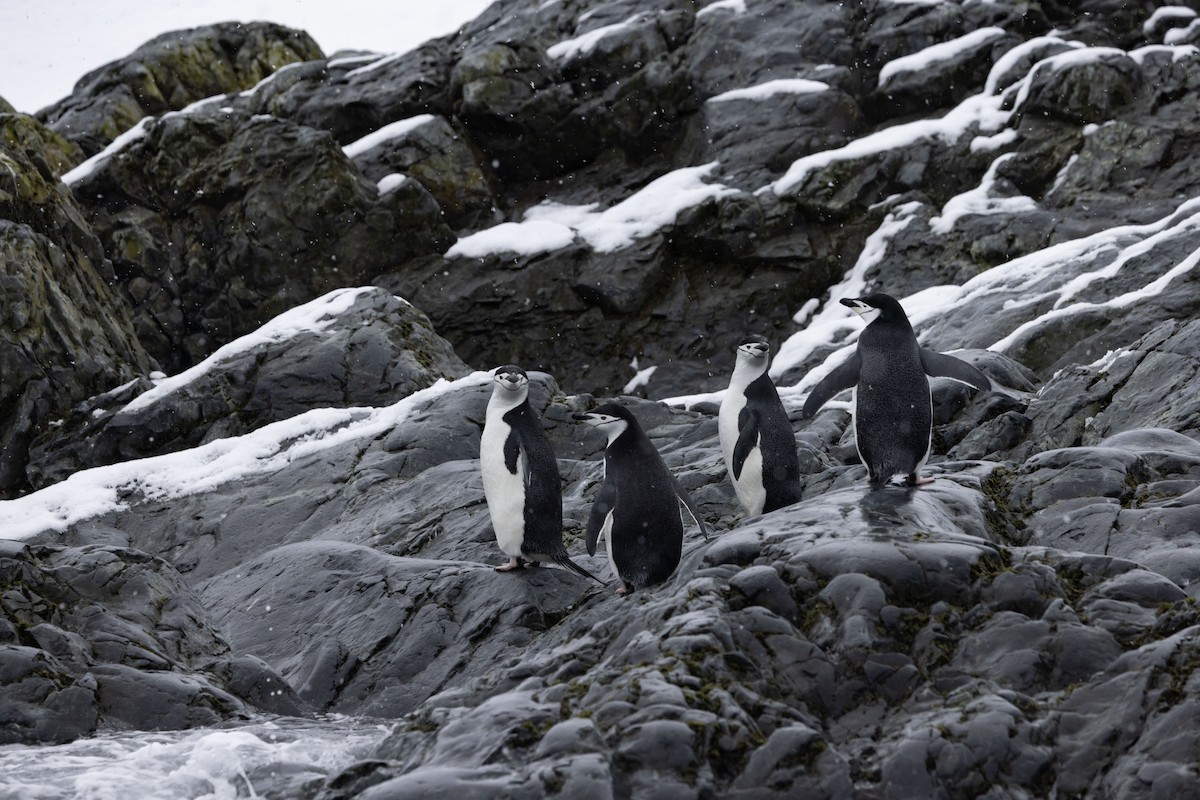 Пінгвін антарктичний - ML615877065