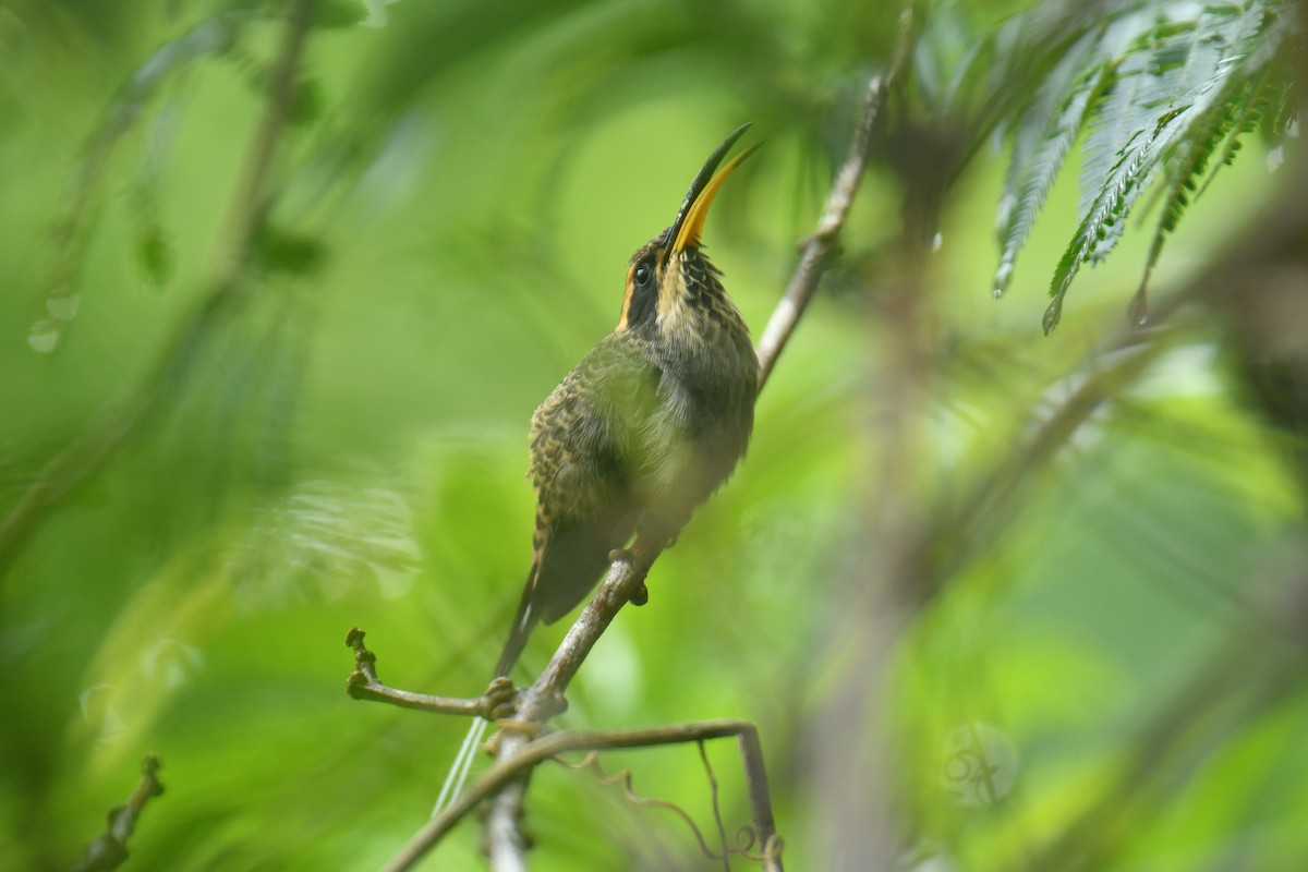 Scale-throated Hermit - ML615877160