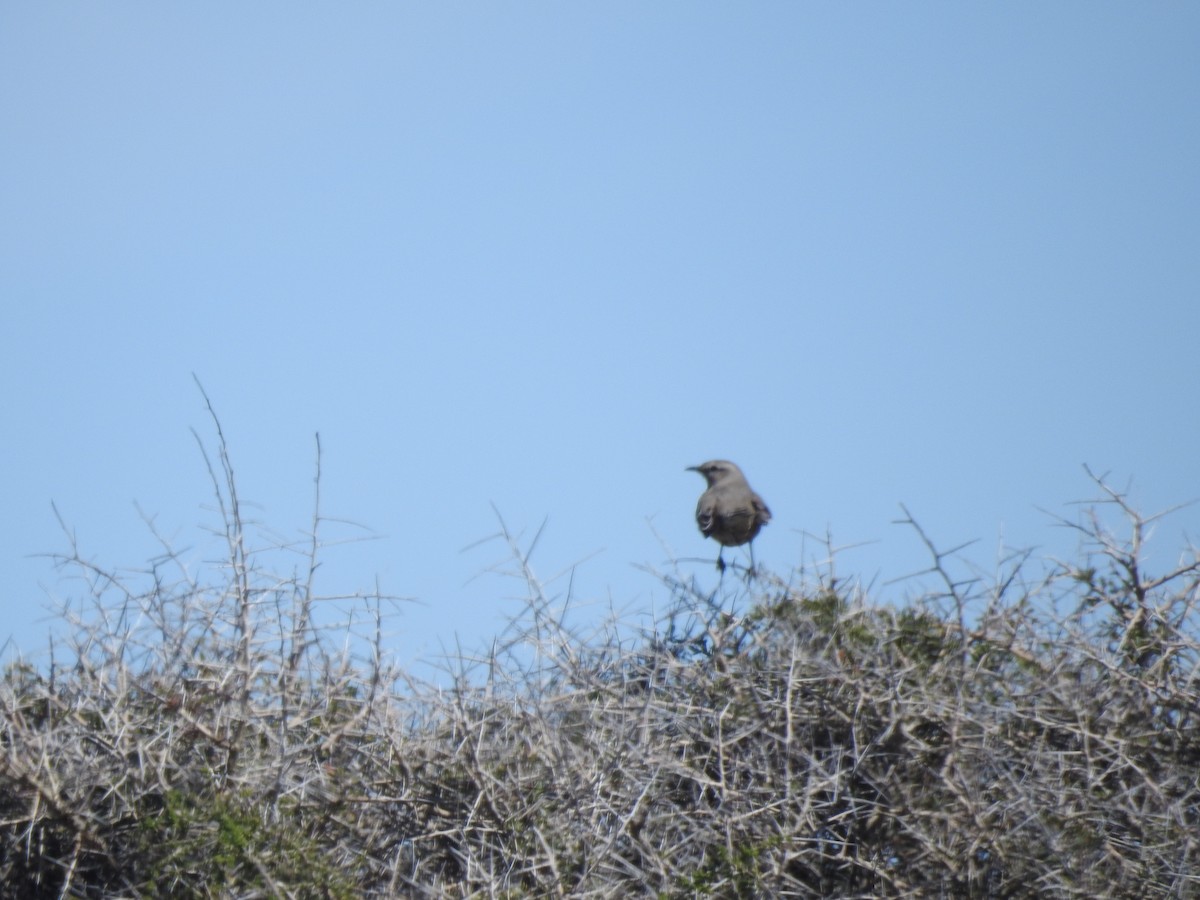 Patagonian Mockingbird - ML615877240