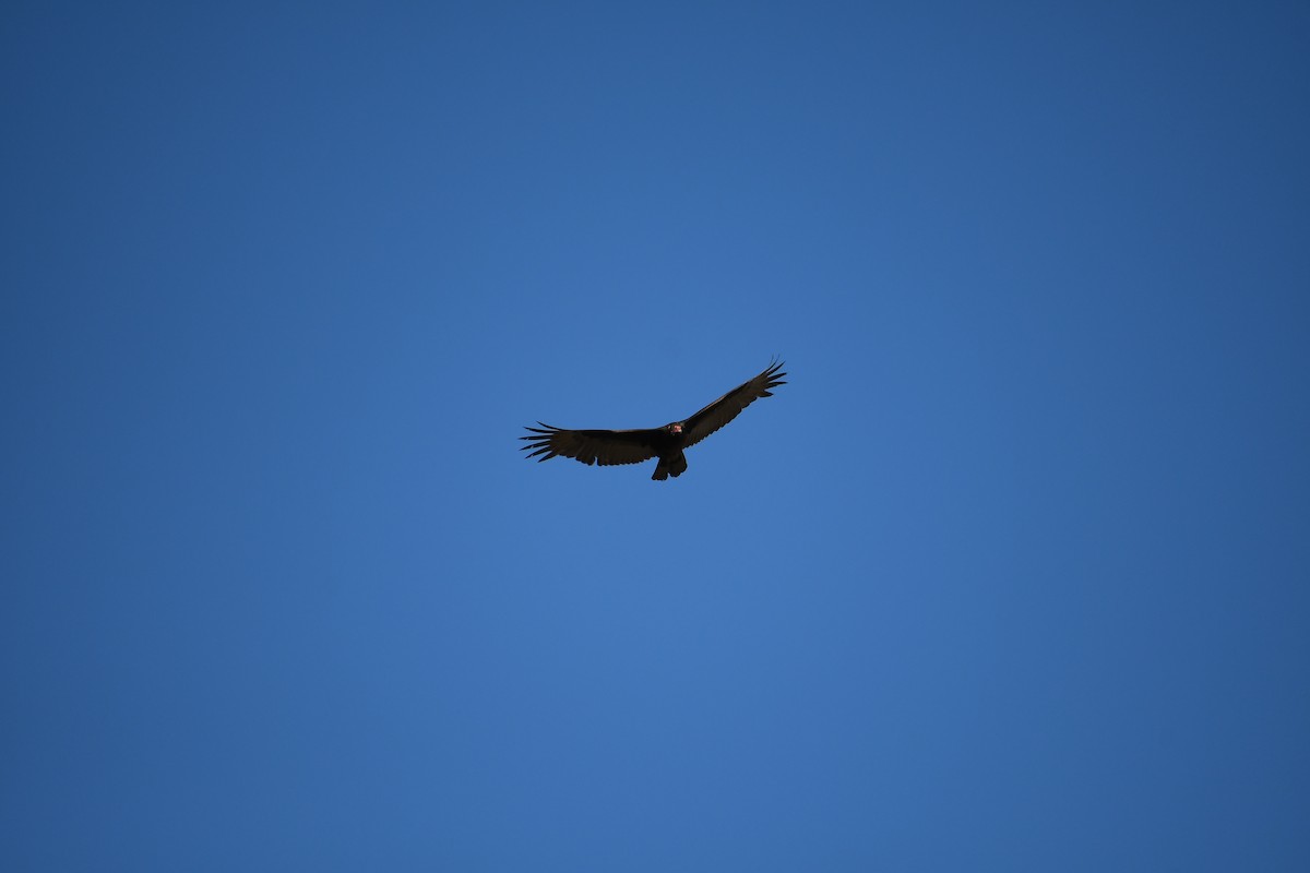 Turkey Vulture - ML615877249