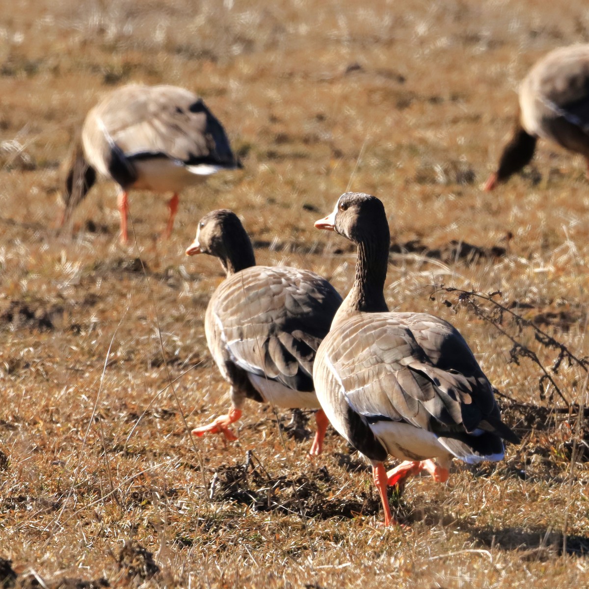Greater White-fronted Goose - ML615877414