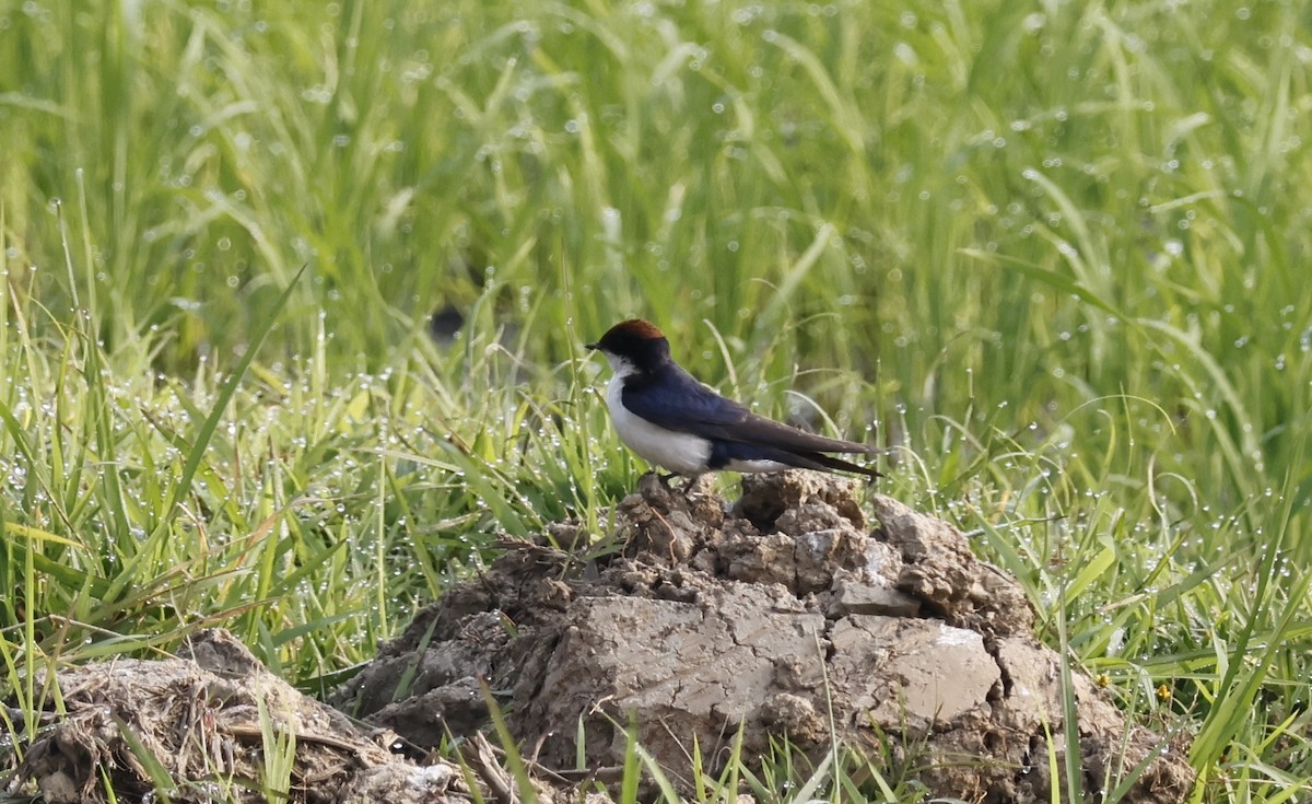 Wire-tailed Swallow - ML615877417
