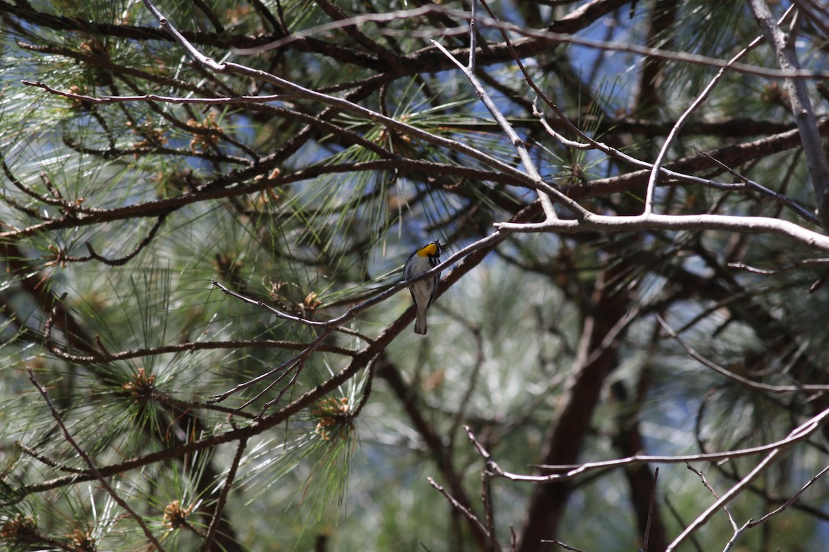 Yellow-throated Warbler - ML615877530
