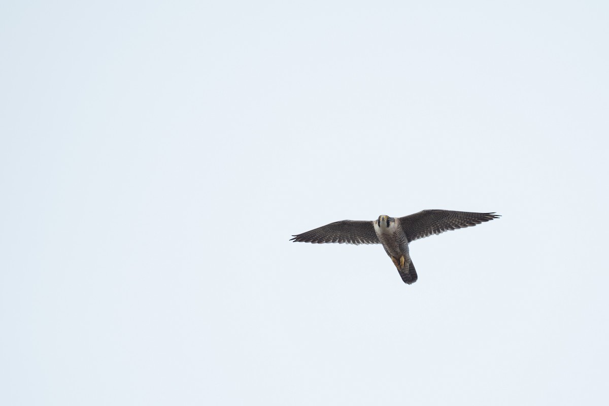 Peregrine Falcon (Eurasian) - Lionel Xavier Horn