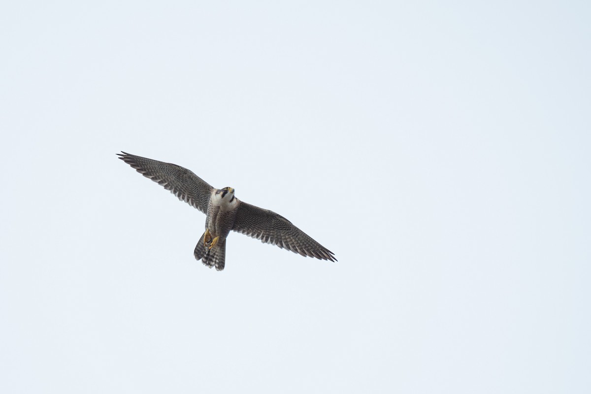 Peregrine Falcon (Eurasian) - ML615877633