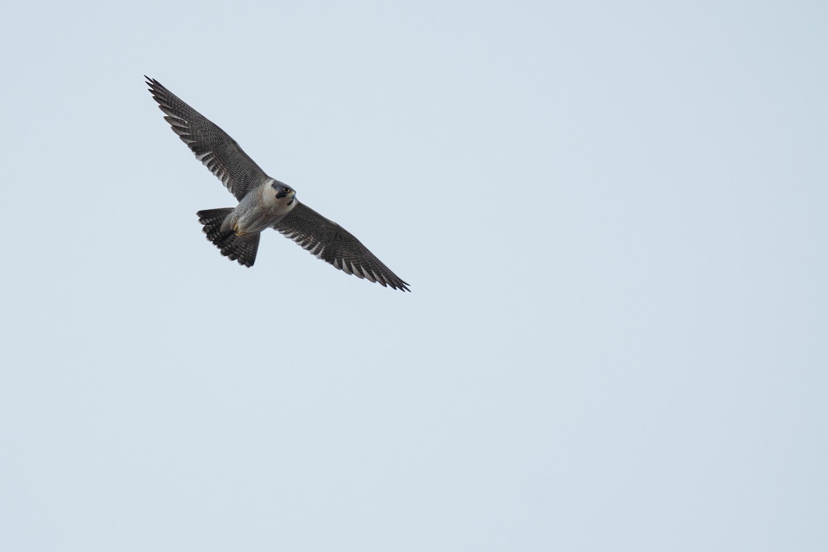 Peregrine Falcon (Eurasian) - ML615877643