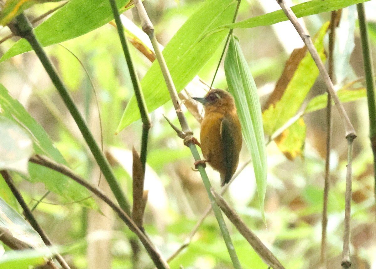 White-browed Piculet - ML615877841