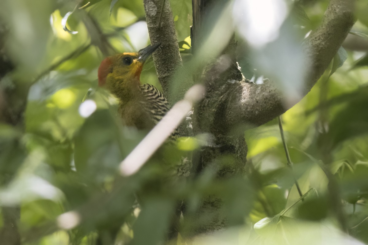 Yellow-throated Woodpecker - ML615877999