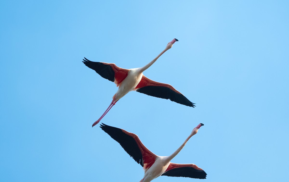 Greater Flamingo - Eric Francois Roualet
