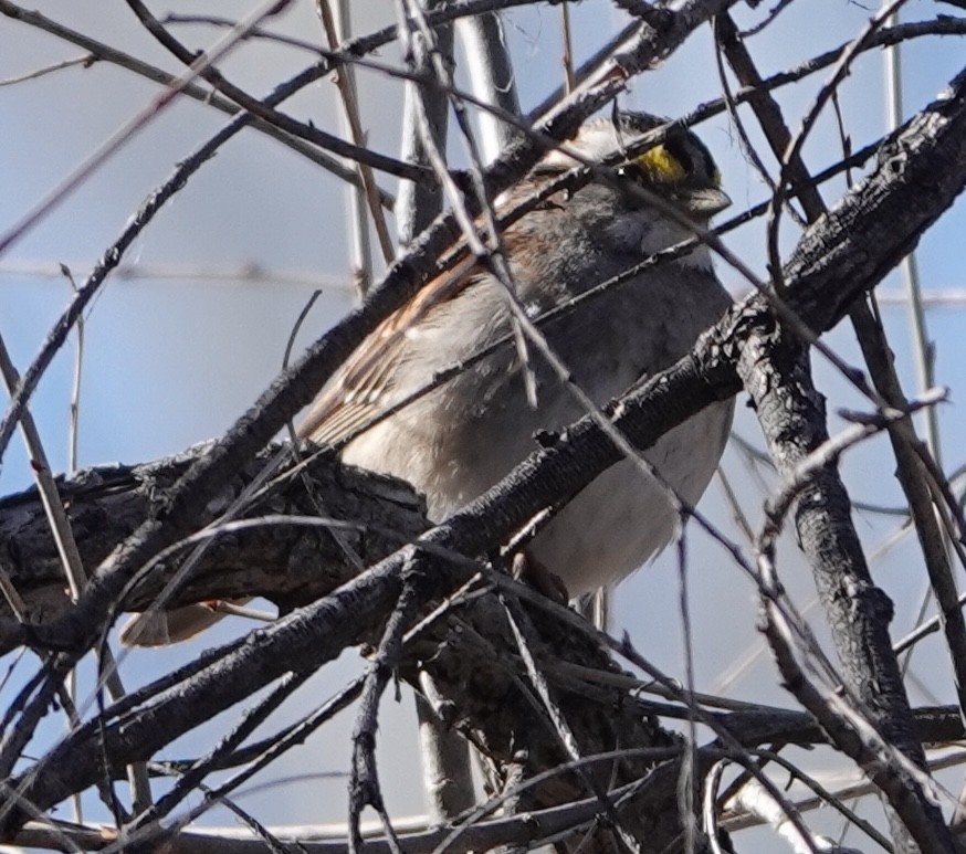 White-throated Sparrow - ML615878094