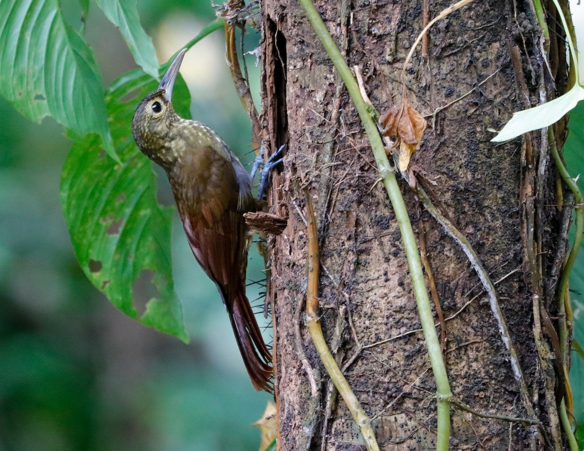 Spotted Woodcreeper - ML615878295