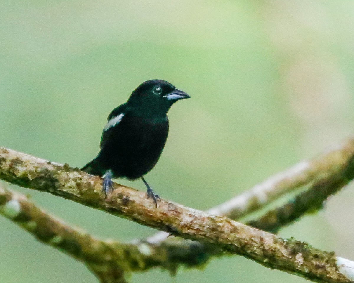 White-shouldered Tanager - ML615878365