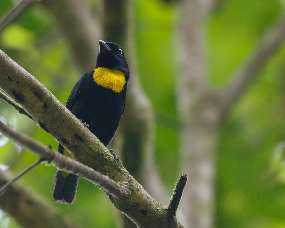 Golden-chested Tanager - ML615878380