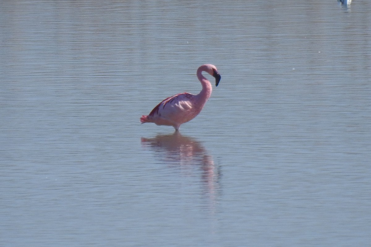 Lesser Flamingo - ML615878402
