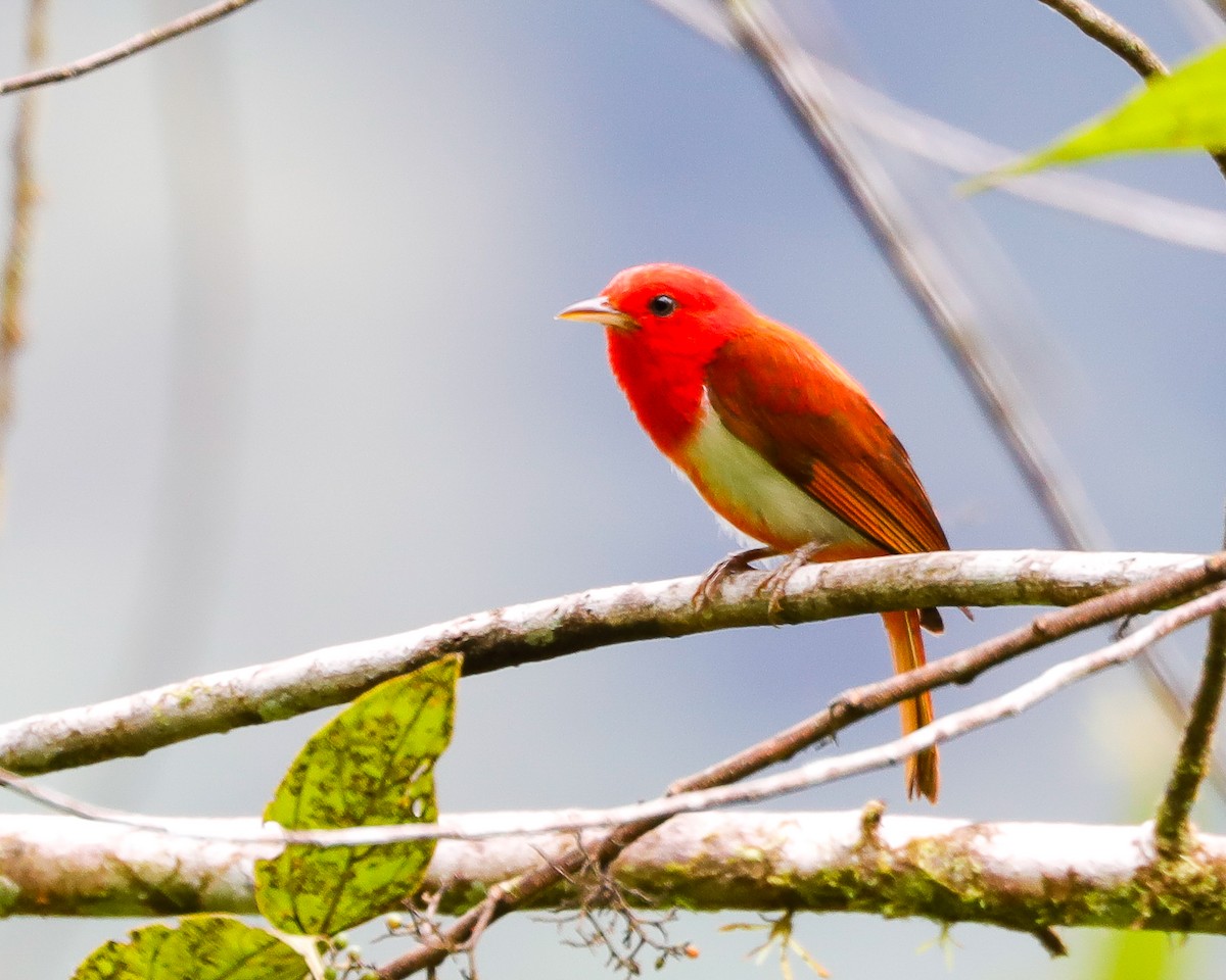 Scarlet-and-white Tanager - ML615878410
