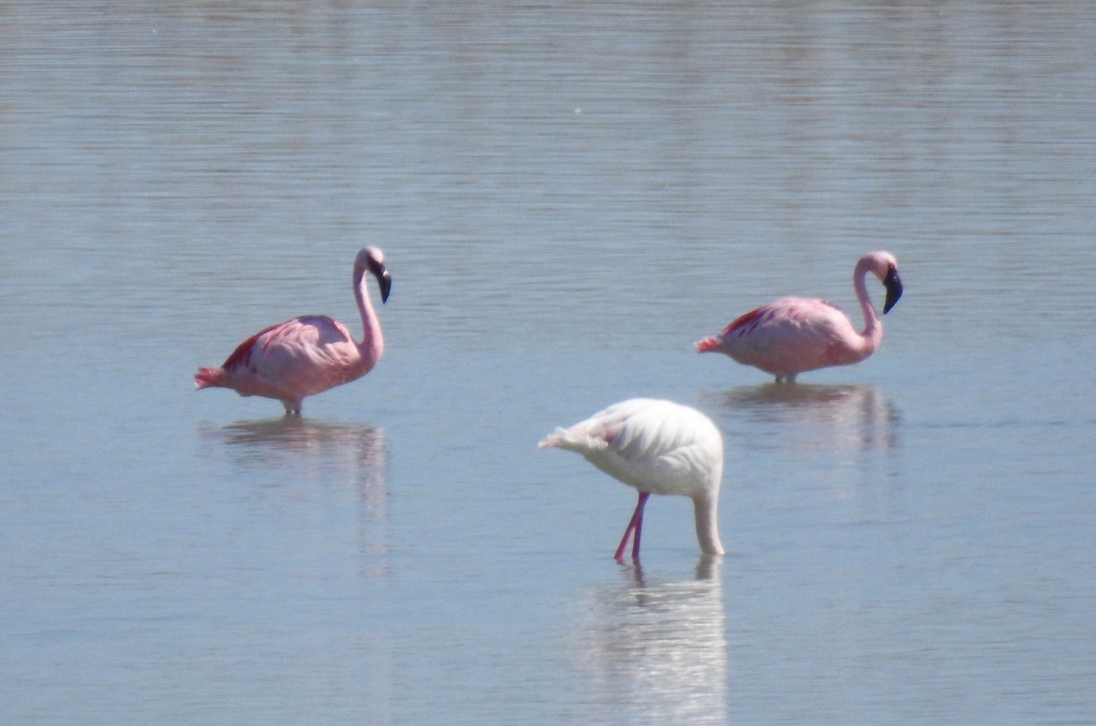 Lesser Flamingo - ML615878436