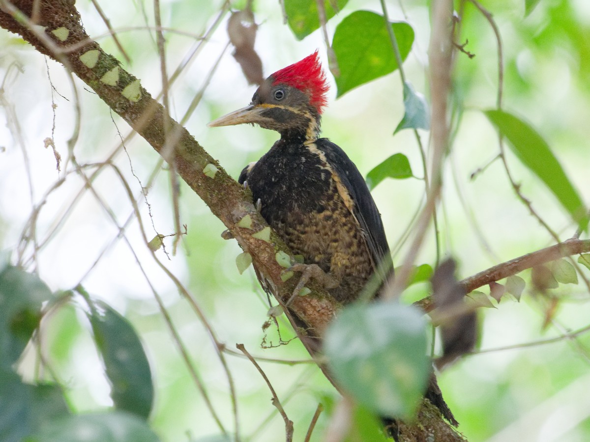 Lineated Woodpecker - Courtney Cameron