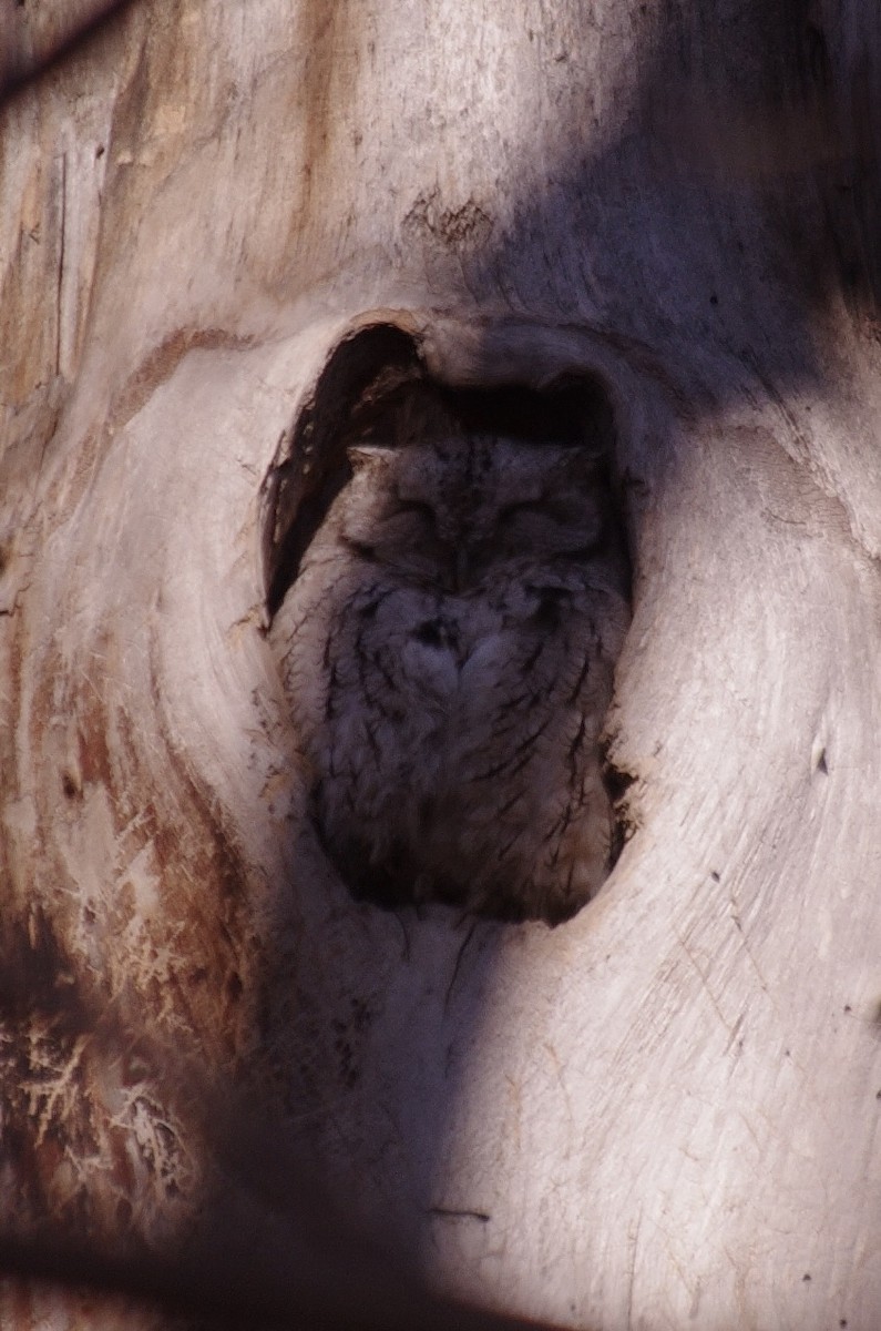 Eastern Screech-Owl - robert beauchamp
