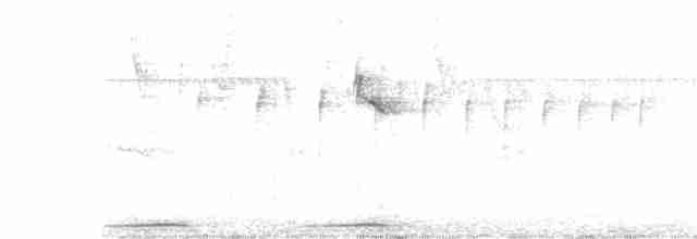 Weißbauch-Dickichtschlüpfer - ML615878508