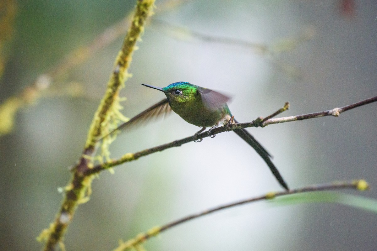 Violet-tailed Sylph - ML615878526