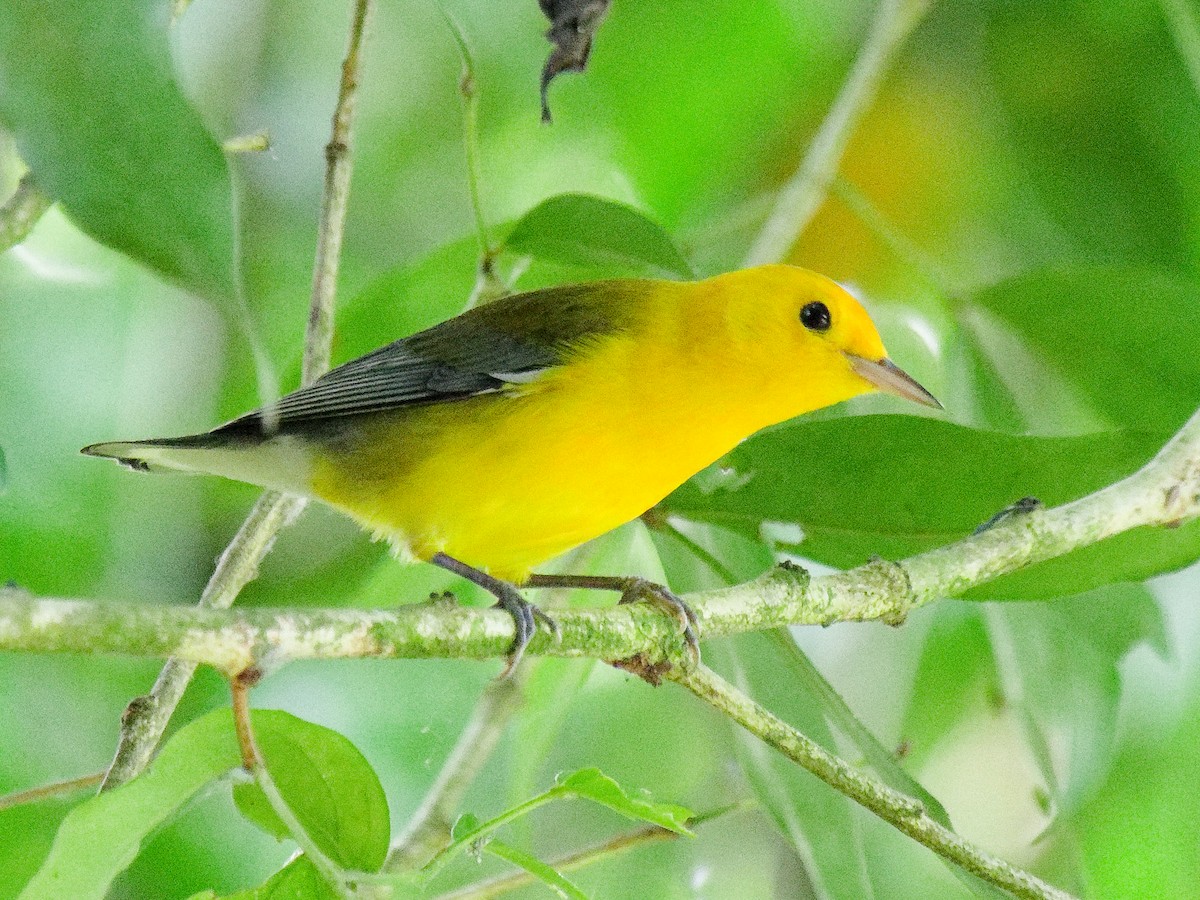 Prothonotary Warbler - ML615878546