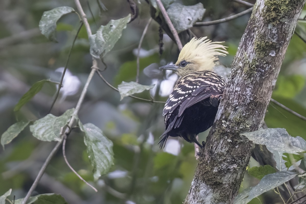 Blond-crested Woodpecker - ML615878568