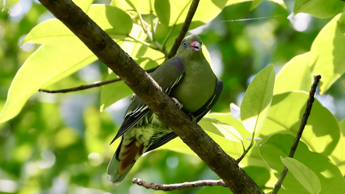 African Green-Pigeon - Claudi Racionero