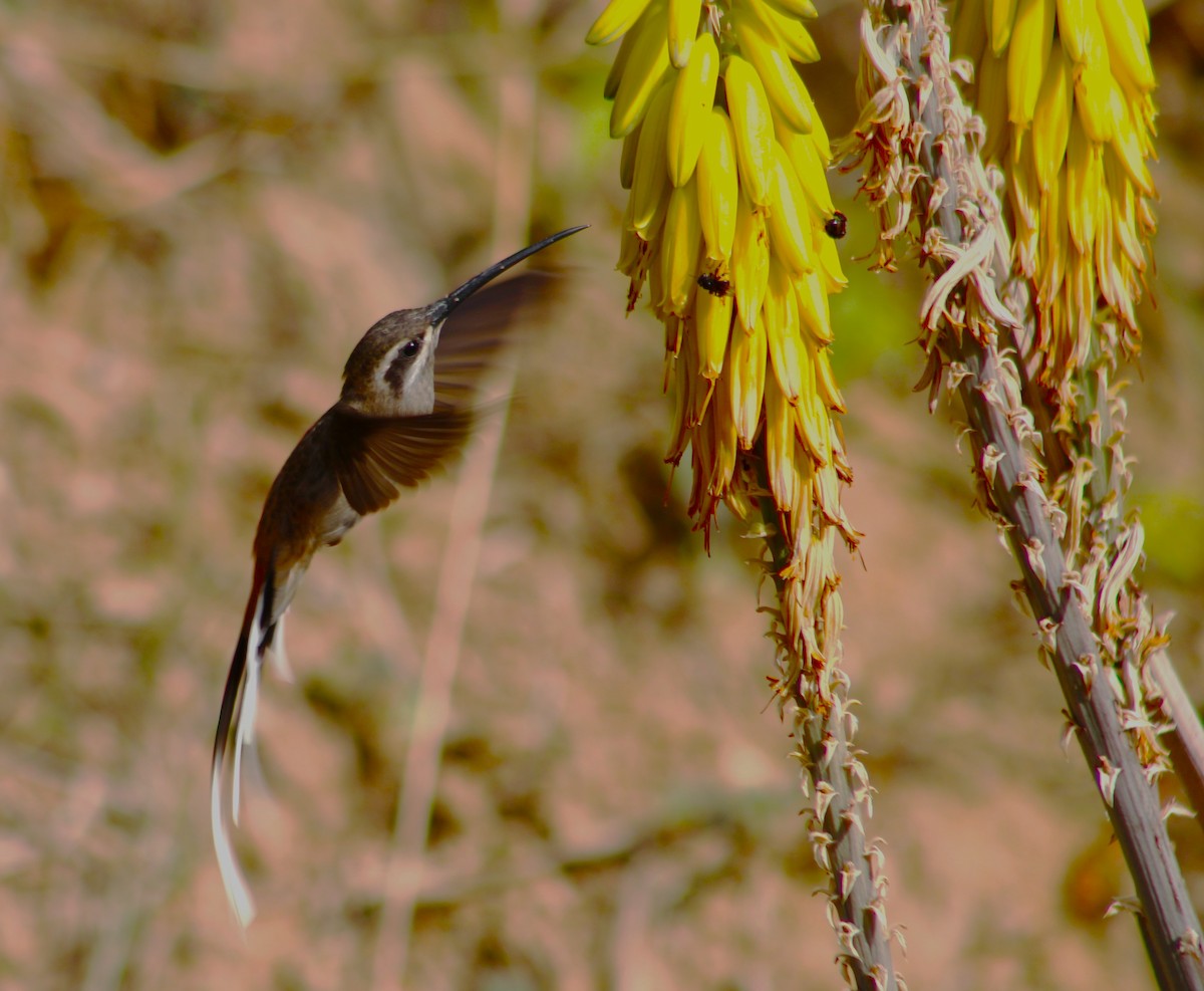 Серобрюхий колибри-отшельник - ML615878589