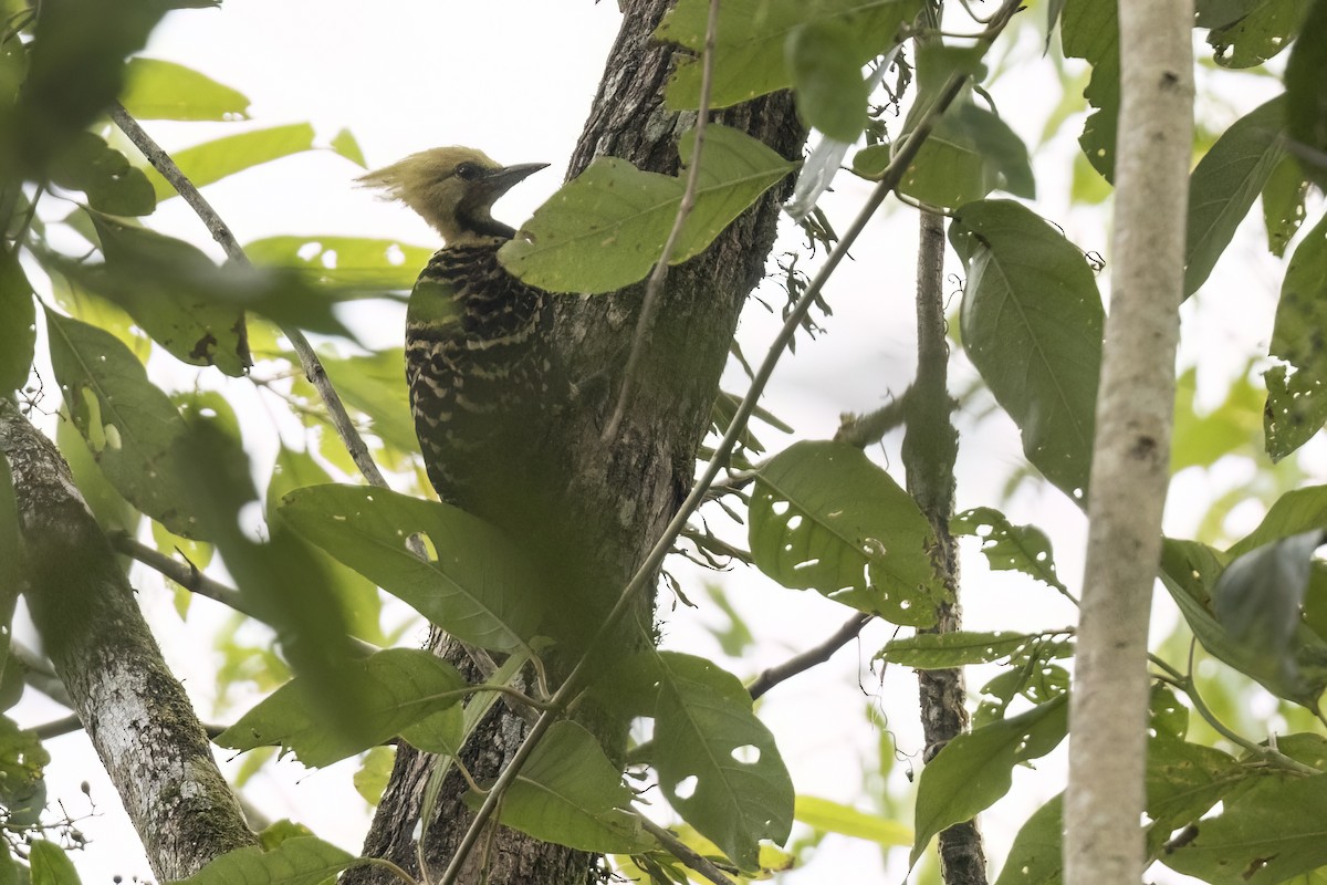 Blond-crested Woodpecker - ML615878598