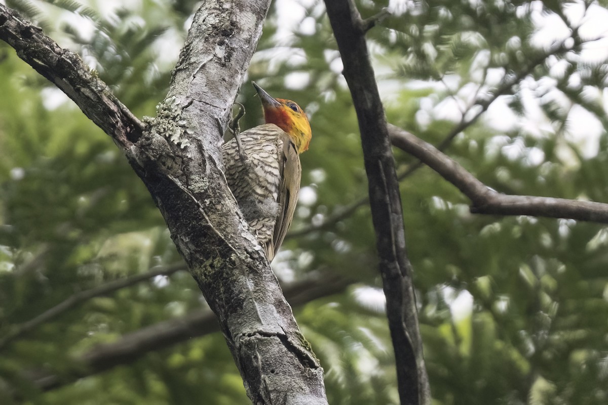 Yellow-throated Woodpecker - ML615878608