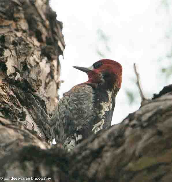 Red-breasted Sapsucker - ML615878697