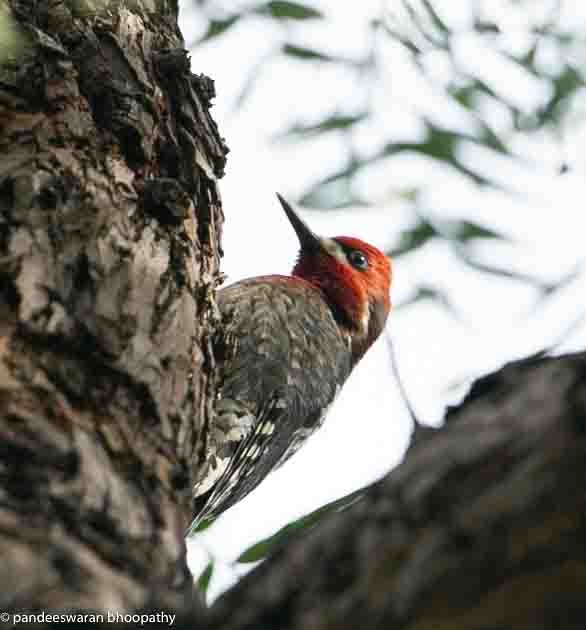 Red-breasted Sapsucker - ML615878698