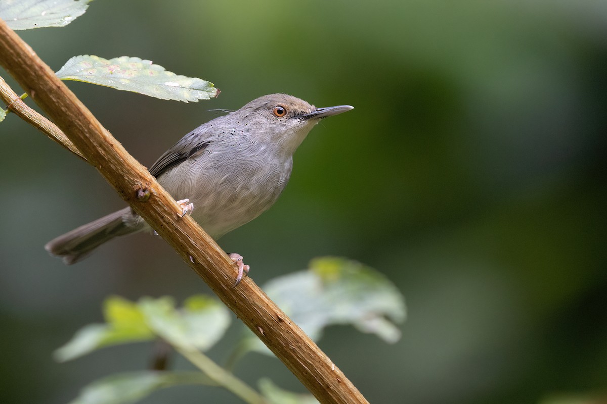 Long-billed Tailorbird - Chris Venetz | Ornis Birding Expeditions