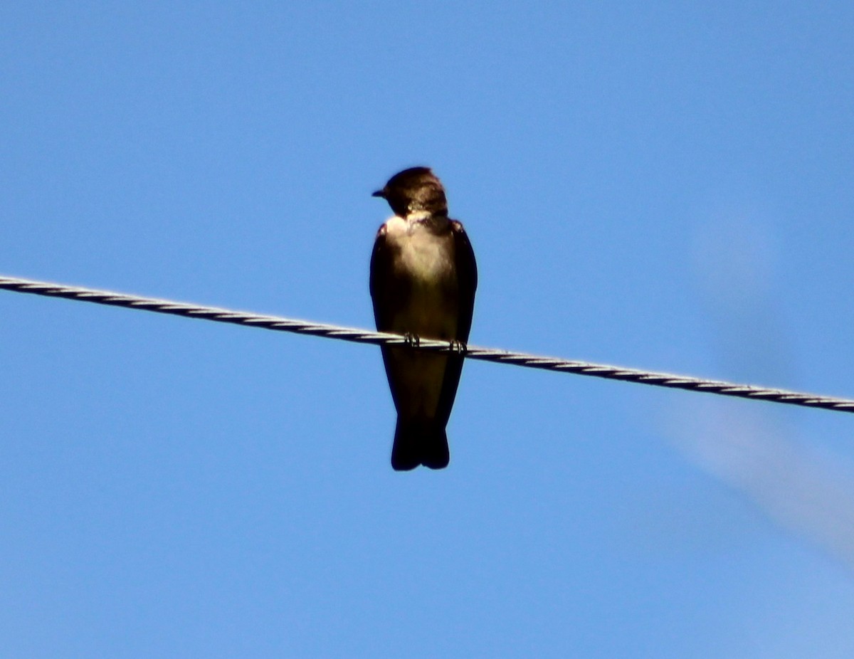Southern Rough-winged Swallow - ML615878903