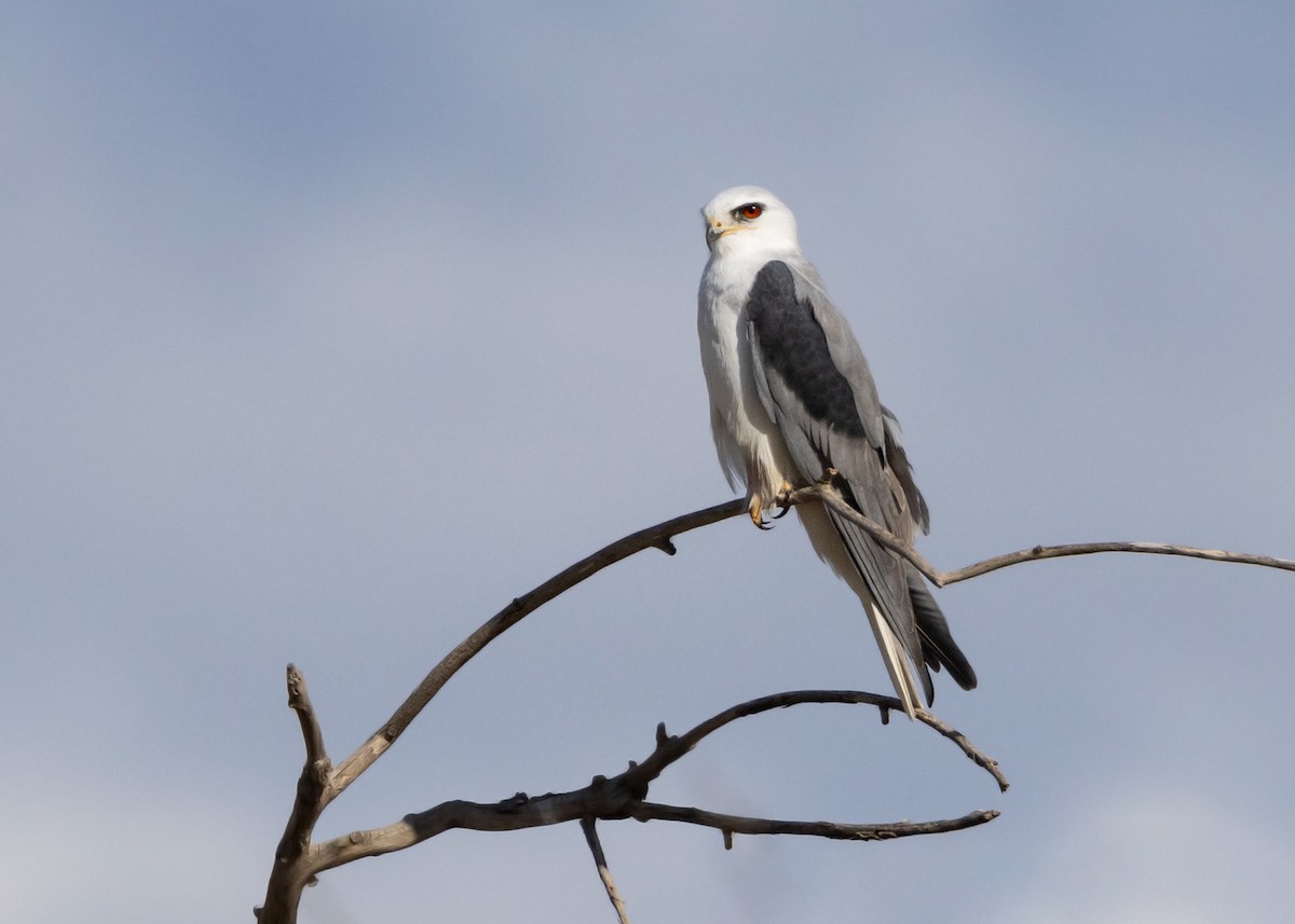 White-tailed Kite - ML615878932