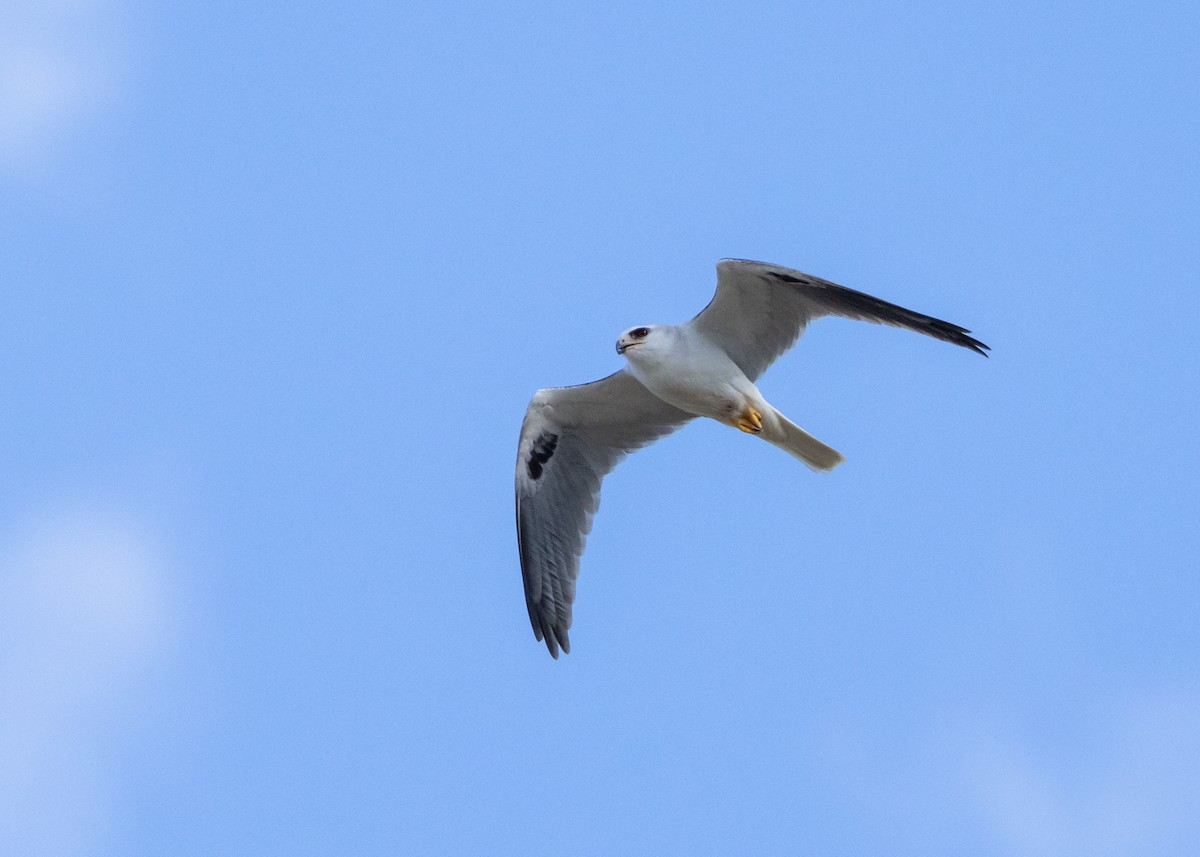White-tailed Kite - ML615878984