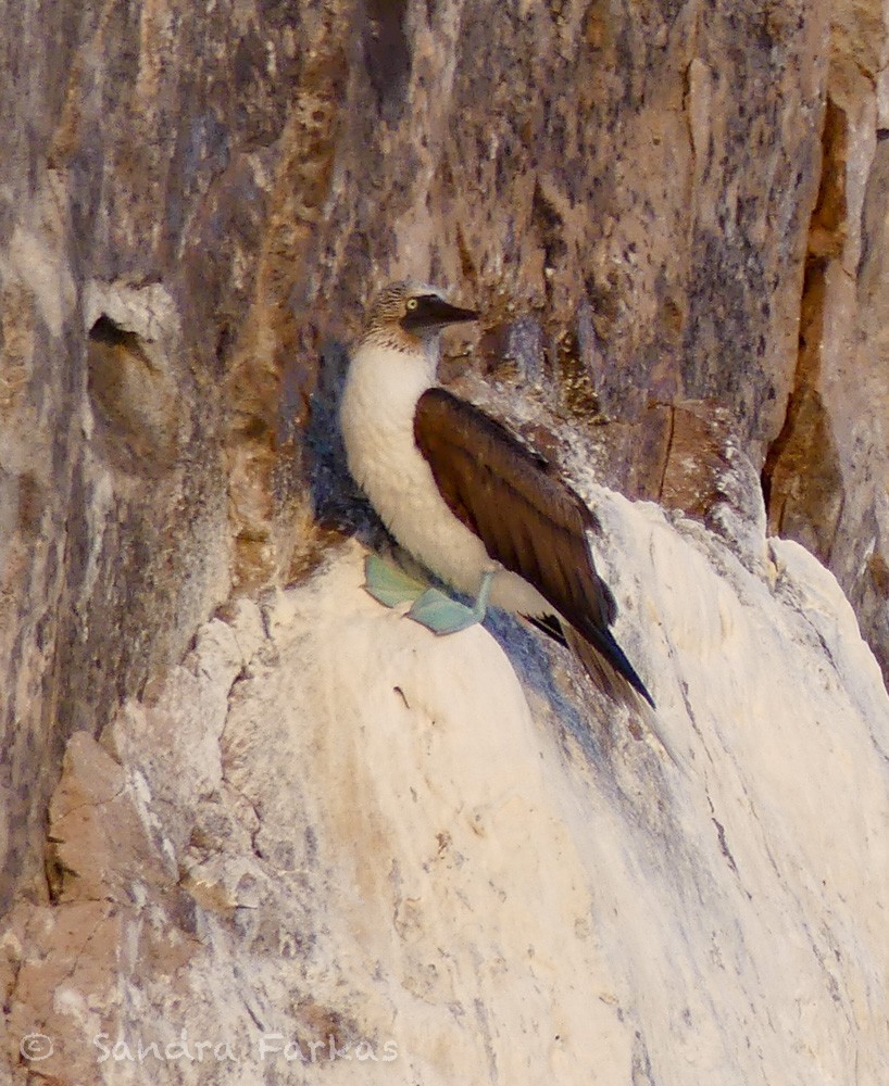 Blue-footed Booby - ML615879013