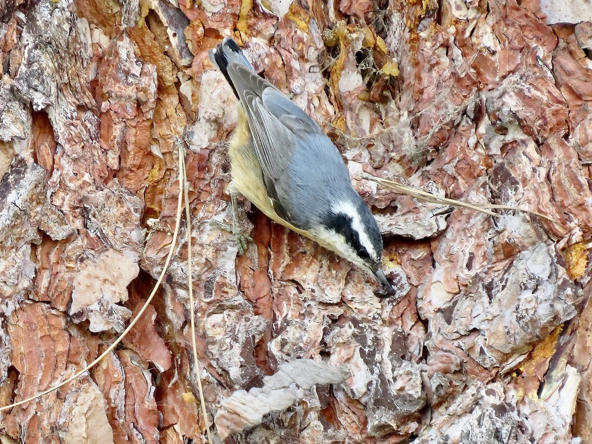 Red-breasted Nuthatch - ML615879197