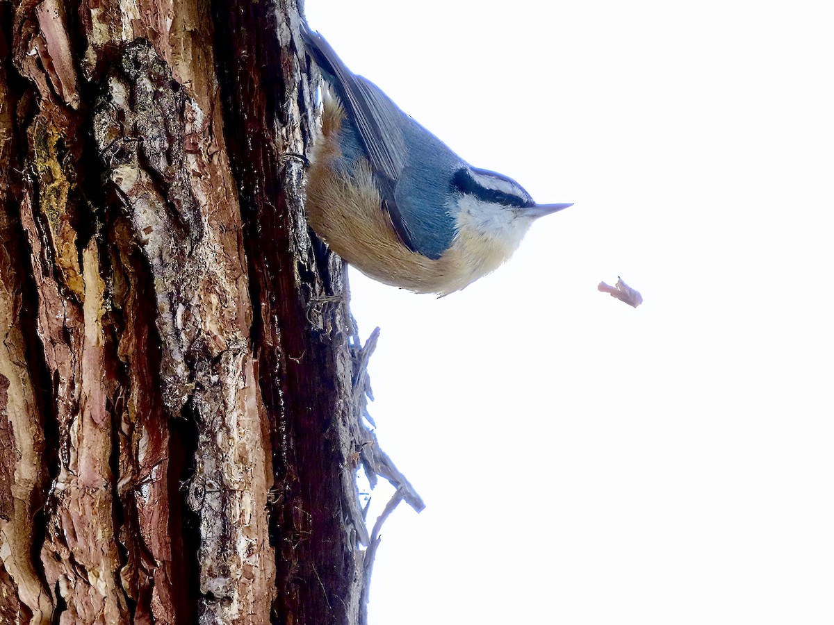 Red-breasted Nuthatch - ML615879202