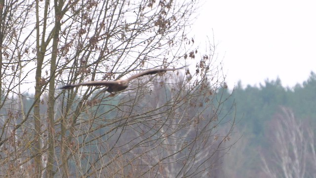 White-tailed Eagle - ML615879233