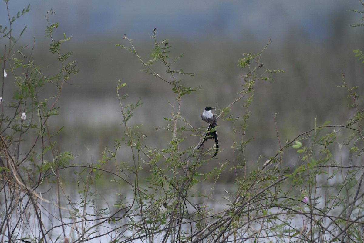 Fork-tailed Flycatcher - Doug Vine