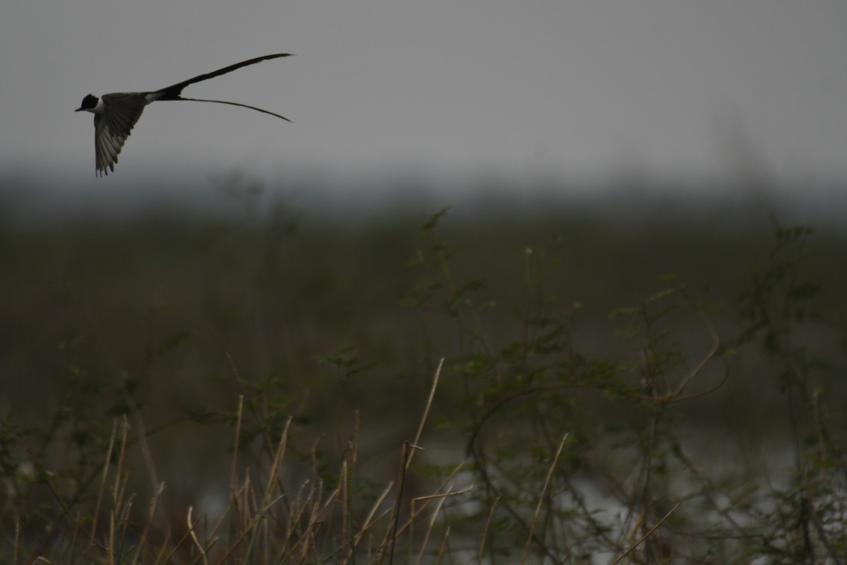 Fork-tailed Flycatcher - Doug Vine