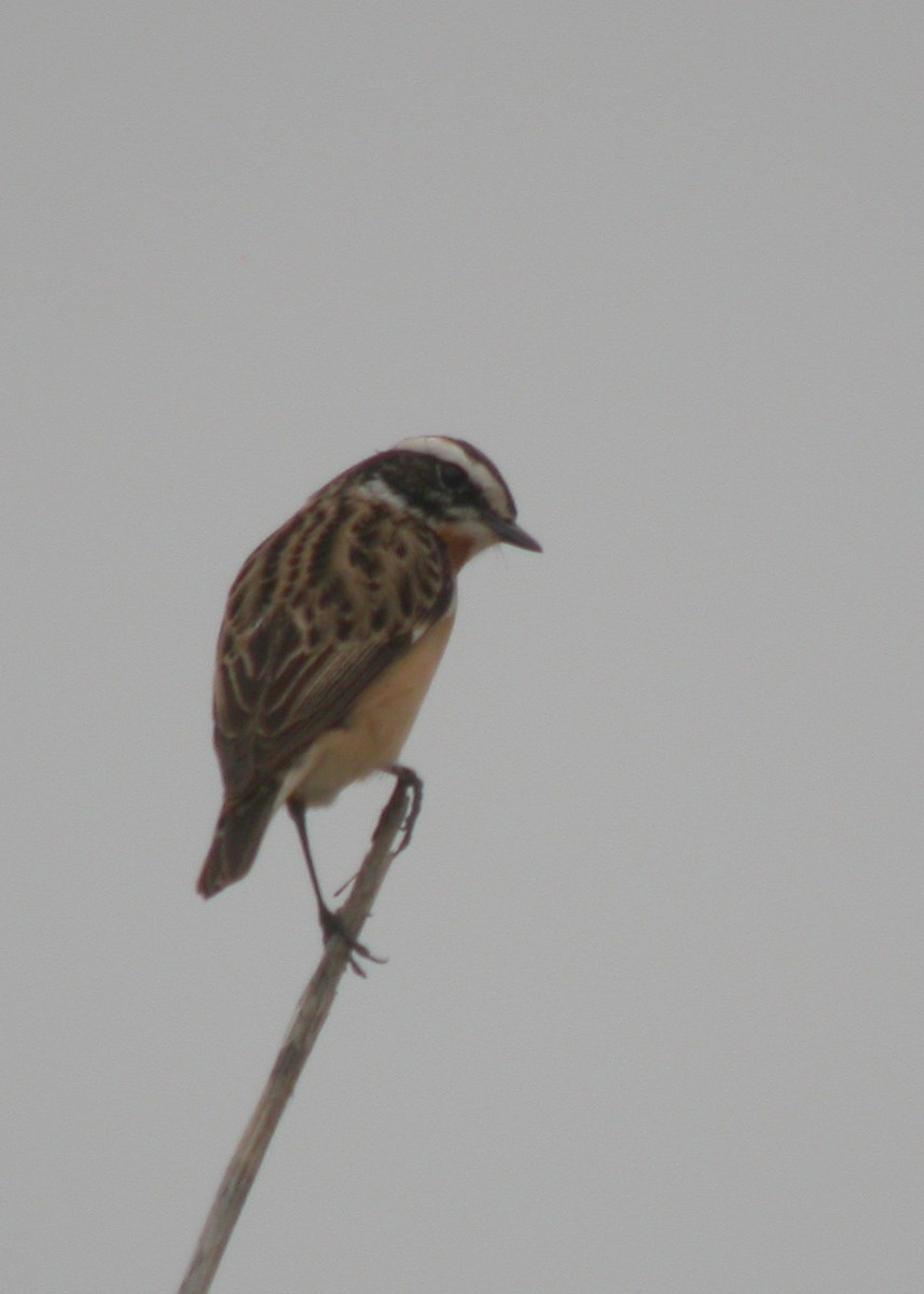 Whinchat - ML615879351
