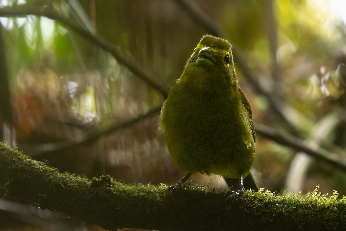 Lemon-spectacled Tanager - Mike “Champ” Krzychylkiewicz