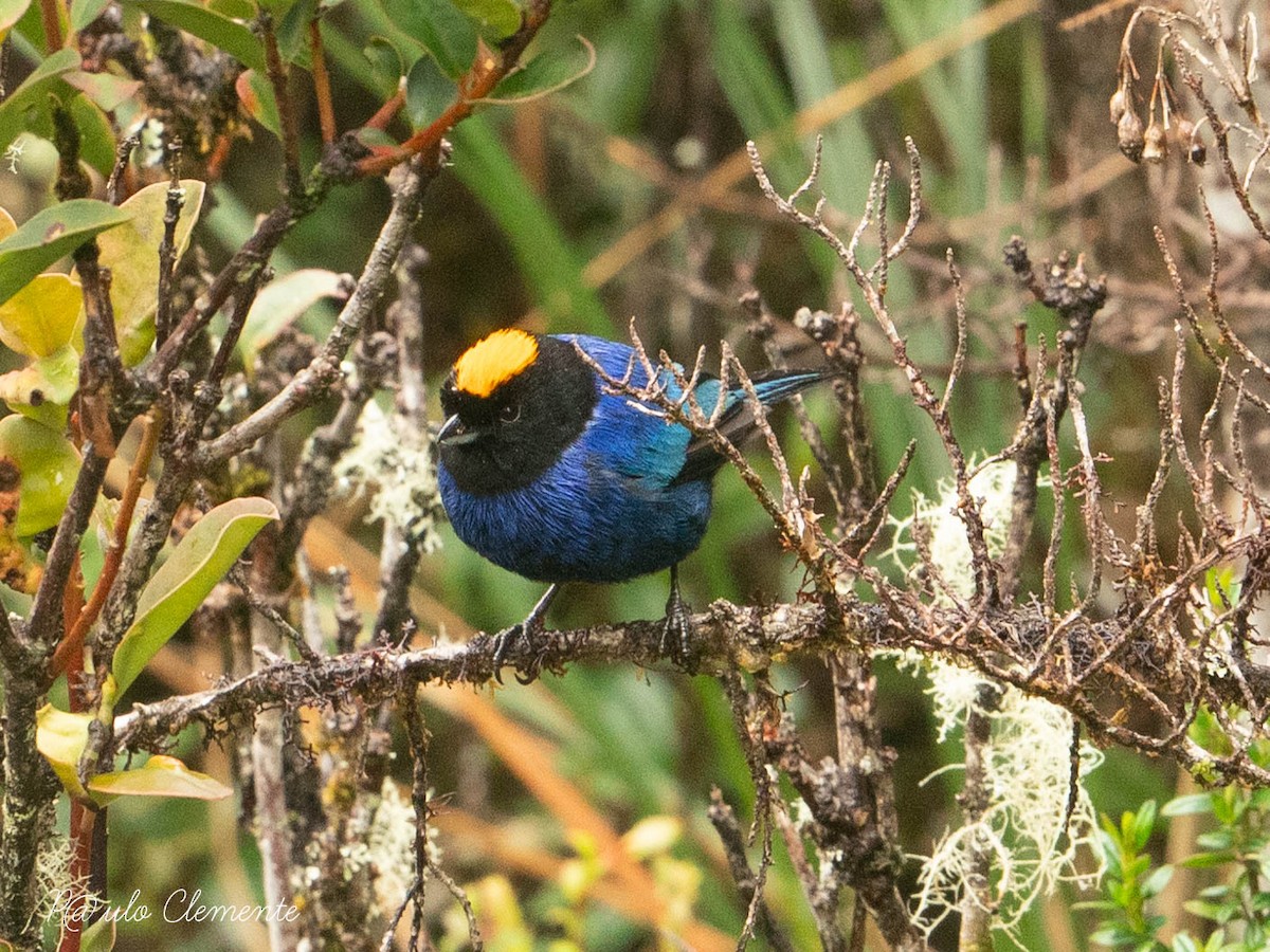 Golden-crowned Tanager - ML615879418