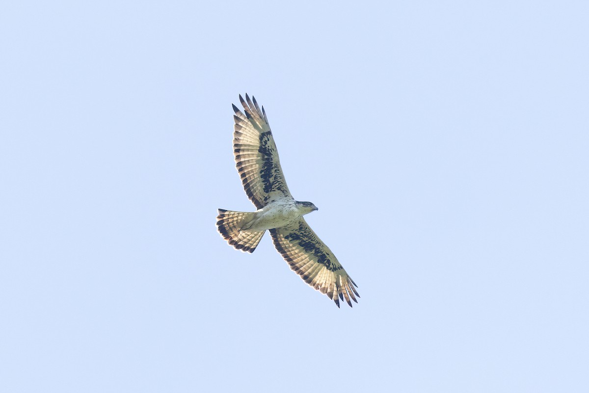 African Hawk-Eagle - Chris Venetz | Ornis Birding Expeditions